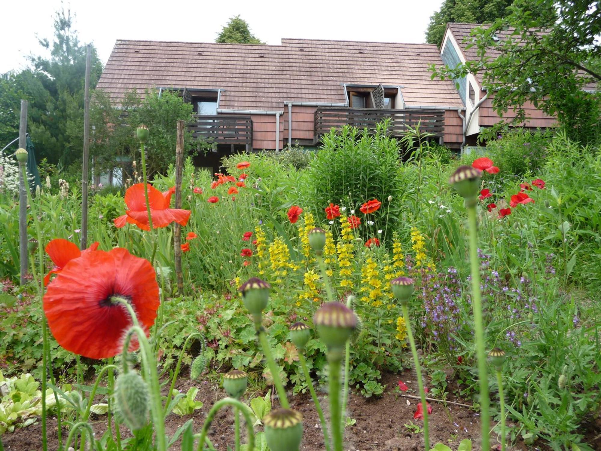 Alsace Village Obersteinbach Exteriör bild